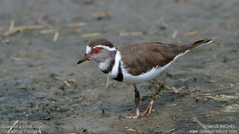 Three-banded Ploveradult