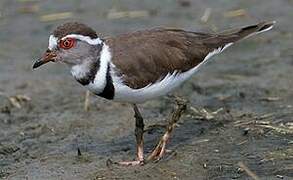 Three-banded Plover