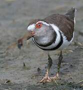 Three-banded Plover