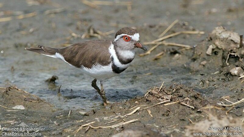 Three-banded Ploveradult