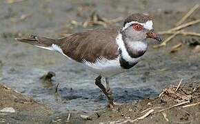 Three-banded Plover