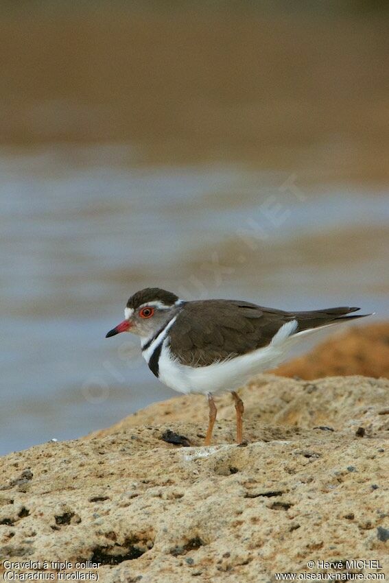 Three-banded Ploveradult