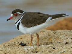 Three-banded Plover