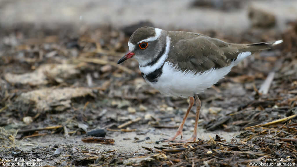 Three-banded Ploveradult