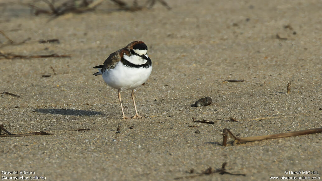 Collared Ploveradult, identification