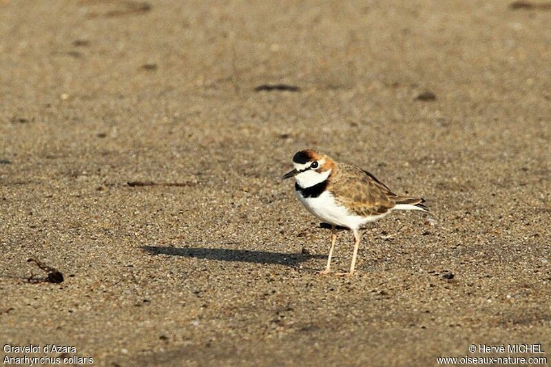 Collared Ploveradult, identification