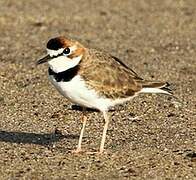 Collared Plover