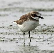 Greater Sand Plover