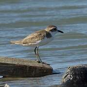 Greater Sand Plover