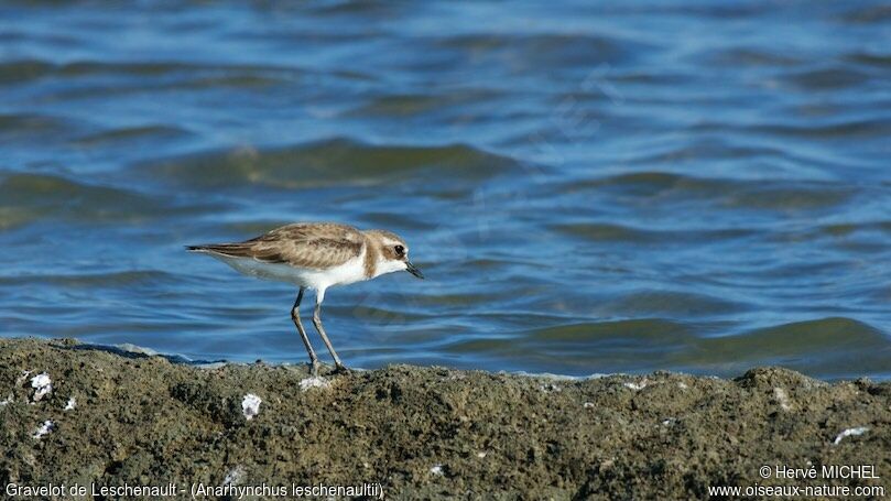 Greater Sand Plover