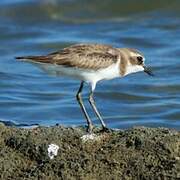 Greater Sand Plover