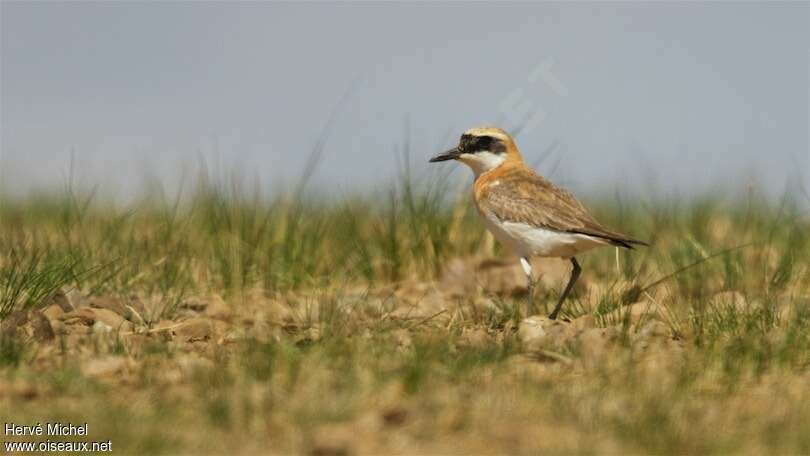 Greater Sand Plover male adult breeding, habitat, pigmentation