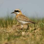 Greater Sand Plover