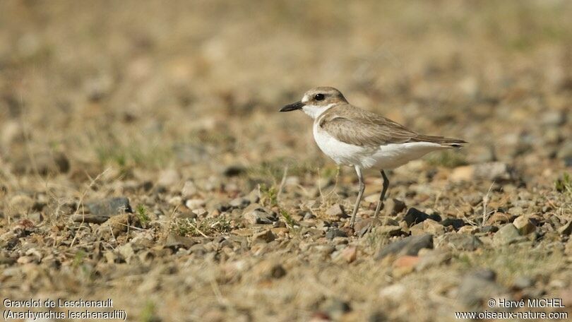 Greater Sand Plover female adult breeding