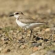 Greater Sand Plover