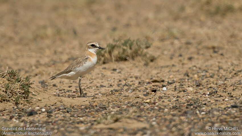 Greater Sand Plover female adult breeding