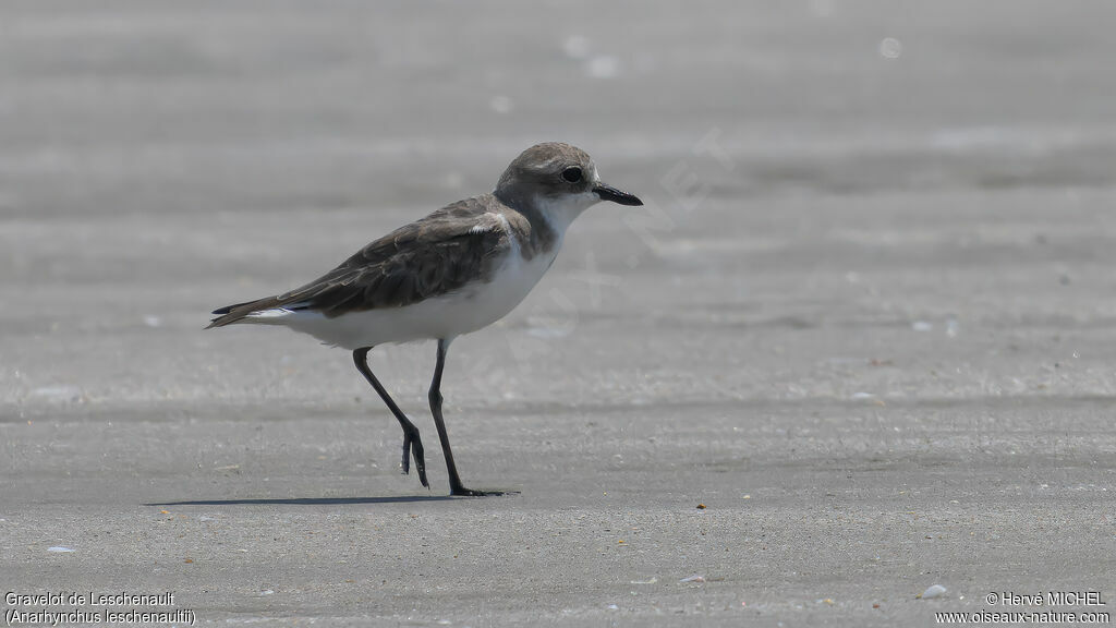 Greater Sand Plover