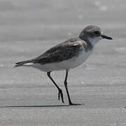 Greater Sand Plover