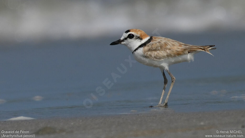 Malaysian Plover
