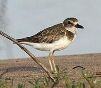 Wilson's Plover