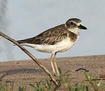 Wilson's Plover