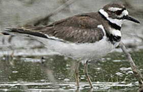 Killdeer