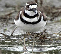 Killdeer