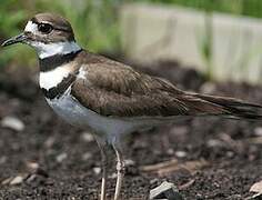 Killdeer