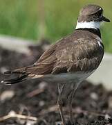 Killdeer