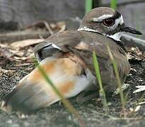 Killdeer