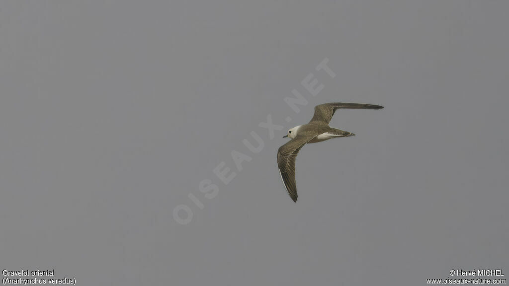 Oriental Plover