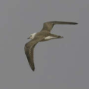 Oriental Plover