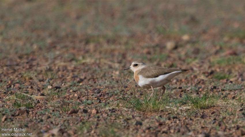 Oriental Plover female adult breeding, habitat, Reproduction-nesting