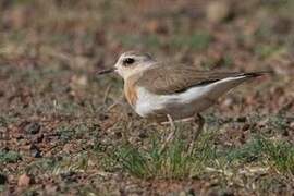 Oriental Plover