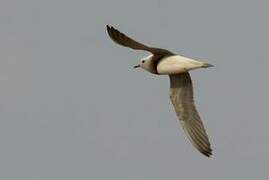 Oriental Plover