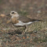 Oriental Plover