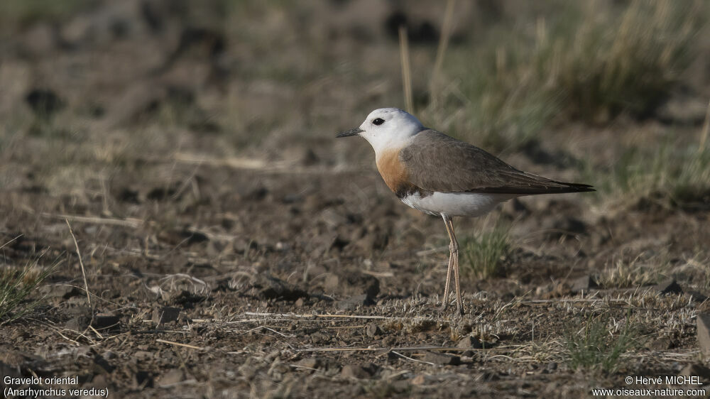 Oriental Plover male adult breeding