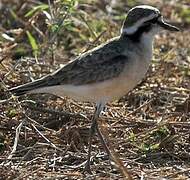 Kittlitz's Plover