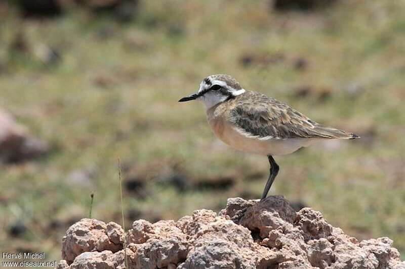 Kittlitz's Plover male adult breeding, identification