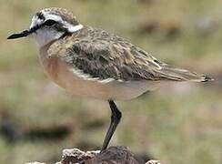 Kittlitz's Plover