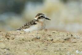 Kittlitz's Plover