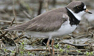 Semipalmated Plover