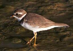 Semipalmated Plover