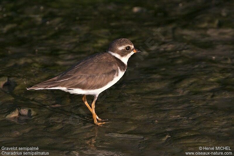 Semipalmated Plover, identification