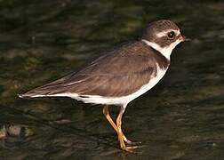 Semipalmated Plover