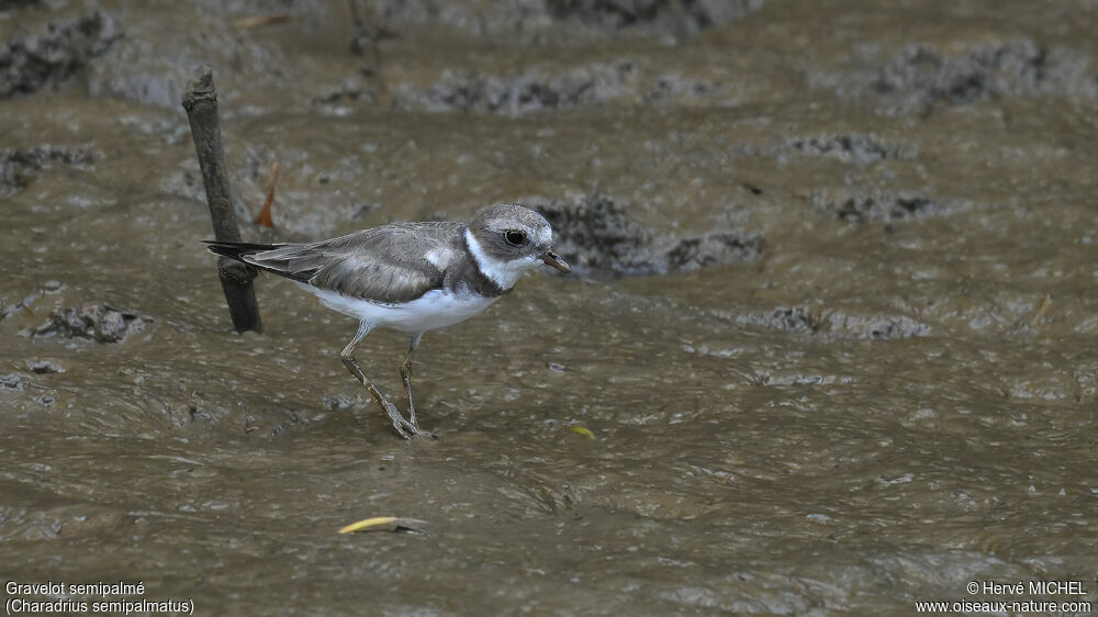 Semipalmated Plover