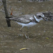 Semipalmated Plover