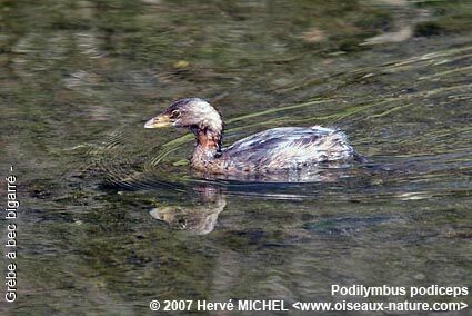 Pied-billed Grebe