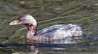 Pied-billed Grebe