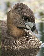 Pied-billed Grebe